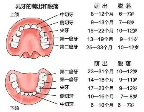 最全的寶寶長牙、換牙順序及註意事項