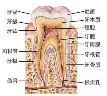 牙鬆動、牙縫大真的不是洗牙的錯！