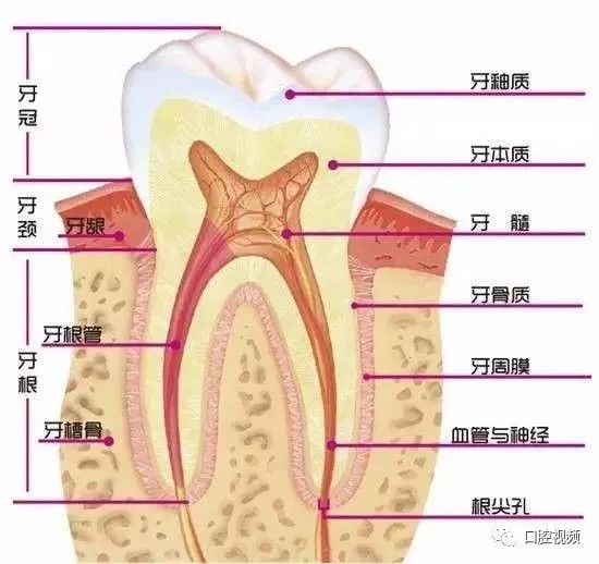 孩子摔斷牙？牙齒外傷脫落的黃金搶救時間！