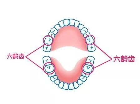 六齡齒